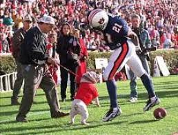 Investment Opportunities In Georgia Near Me - DAWG on the field IMG